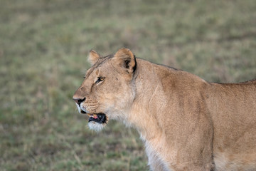 Fototapeta na wymiar Close up of a lioness. Image taken in the Masai Mara, Kenya.
