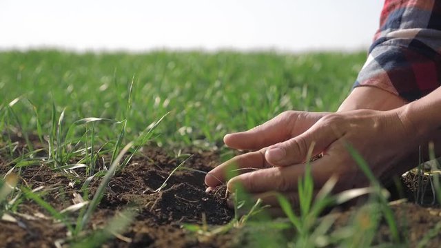 farmer man holds in hand pile of dirt soil. eco farming ground agriculture concept. male worker studies winter green lifestyle wheat crops works in field. agronomist prepare to harvest crop large