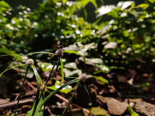 Kyllinga is genus of flowering plants in the sedge family known commonly as spikesedges and there is a little fly on the flower.
