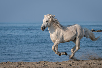 White Stallion Running on the Beach Kicking Up Sand	
