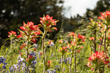 Indian Paint Brushes and Blue Bonnets in a Field, Texas Wildflowers 