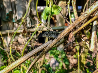 Japalura is a genus of lizards in the family Agamidae. Species of Japalura are native to India, China, and Myanmar.