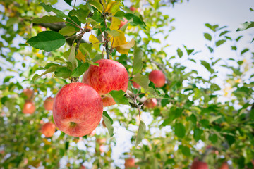 リンゴの木と実ったリンゴ
