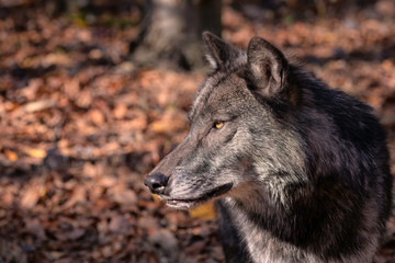 Timber Wolf (also known as a Gray Wolf or Grey Wolf) Portrait with Fall Color in the Background
