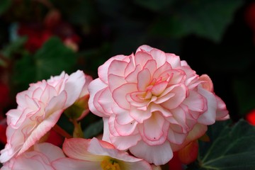 Beautiful lady-Rieger Begonia (Begonia hiemalis Fostsch) 