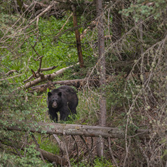 Distant Stare From A Black Bear