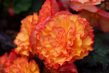 Beautiful lady-Rieger Begonia (Begonia hiemalis Fostsch) 