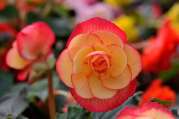 Beautiful lady-Rieger Begonia (Begonia hiemalis Fostsch) 