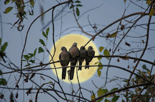 Zabra dove family on branch with full moon