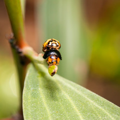 Two Ladybugs also known as Halyzia sedecimguttata.