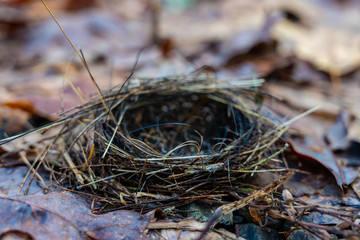Focus on Edge of Empty Bird Nest