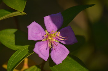 purple and yellow flower