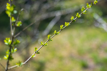 芽吹き