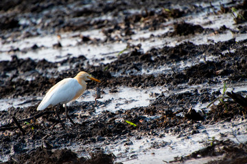 Crane Catching Frog at dawn