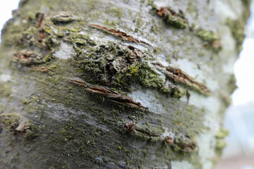 texture on the trunk of a tree