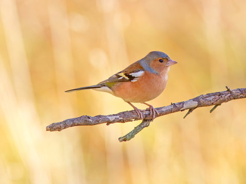 Stunning male chaffinch in some beautiful early morning light