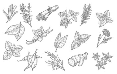 Cooking spices and herb seasonings, vector sketch icons. Herbal condiments and culinary flavorings, cinnamon, vanilla and chili pepper, anise and mint, basil, oregano and bay leaf, dill and parsley © Vector Tradition