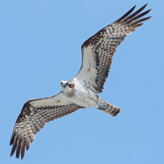 Osprey (Pandion haliaetus) stares as it flies by