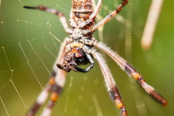 Australian Golden Orb-Weaver Spider also known as Nephila edulis of the family Nephilidae