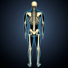 3d render of human body skeleton anatomy medical content