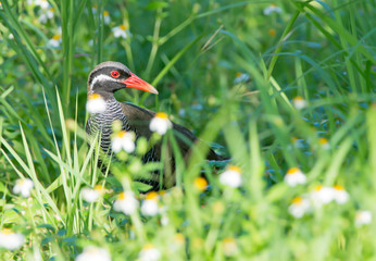 Okinawan rail (Gallirallus okinawae) endangered and endemic to Okinawa.