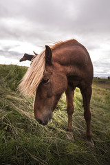Beautiful Wild Horses in Iceland