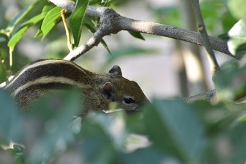 squirrel on the tree