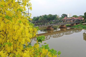 Aerial view Yellow flowers and The Old Iron Bridge history place with Ping River in Chiangmai, Thailand.