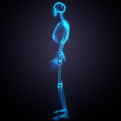 3d render of human body skeleton anatomy medical content