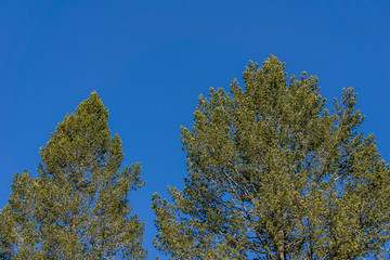 view to top of the tree and clouds on blue sky.