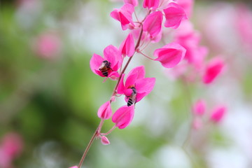 Fototapeta na wymiar A branch of bright pink flowers of Maxican Creeper and insect. Another name is Bee Bush, Chain of Love, Queen's Jewels, Rose Pink Vine, Mountain Rose Coralvine.
