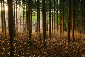 Fototapeta premium ミツマタの森