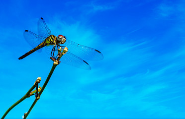 Dragonfly