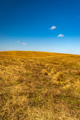 yellow grass field with blue sky wallpaper left space for text