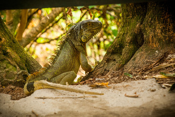 iguana on the tree