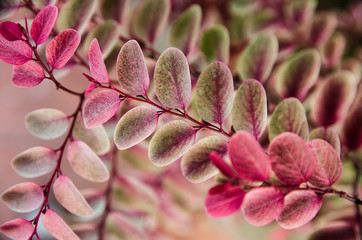 Hojas rosas 
