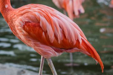 Plumas de flamingo  © nicolairios