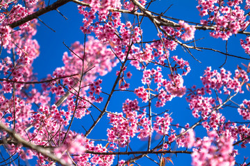 cherry blossom in spring