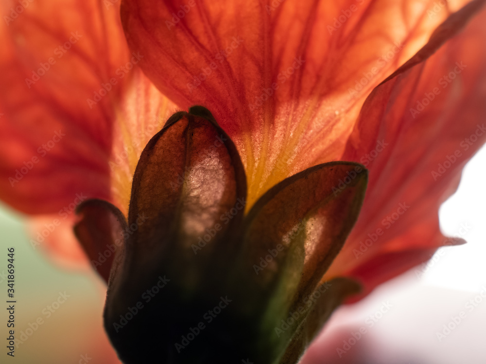 Sticker Closeup of a flower