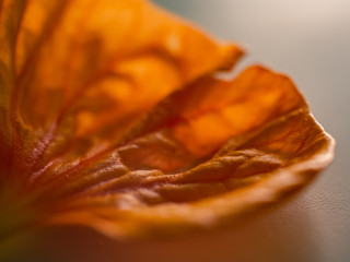 macro of an orange flower