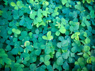 Green Tiny Plant Leaves Of Creeping Tick Trefoil Or Desmodium Triflorum Or Threeflower Ticktrefoil