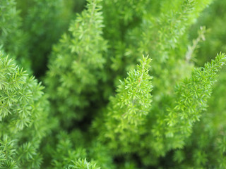 Abstract green background full frame with blurred and soft focus of leaf plant.