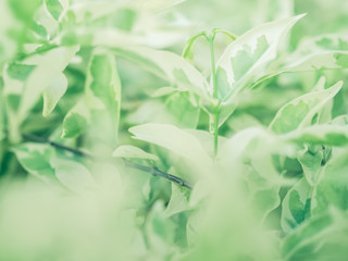 Abstract green background full frame with blurred and soft focus of leaf plant.