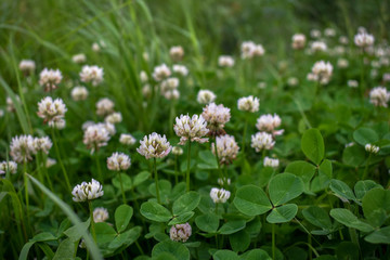 Blooming clover on a field among grass

