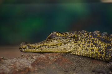 Sleeping crocodile
