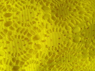 yellow sponge texture