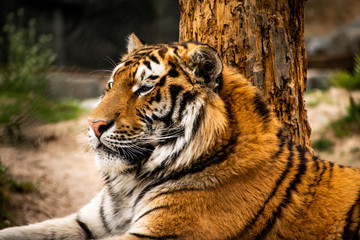 Closeup, side profile shot of a Siberian Tiger. 