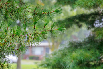 Obraz premium Overlooking with raindrops on a during heavy rainfall.
