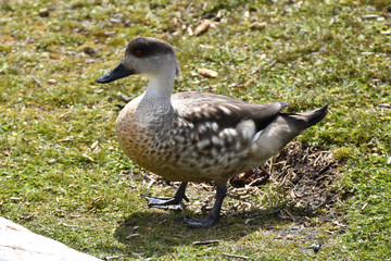 Patagonian crested duck in East Falkland