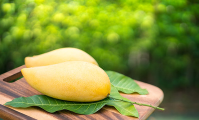 Sweet golden mango on green garden. Barracuda mango with green leaf on blur background.